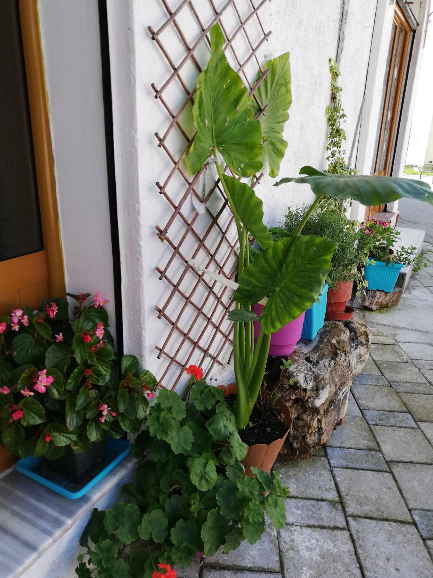 Vlorë Casa Miaホステル エクステリア 写真